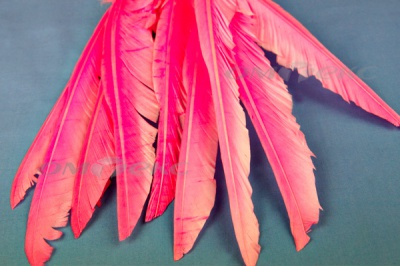 Декоративный Пучок из перьев, перо 25см/розовый - купить в Пензе. Цена: 14.40 руб.