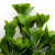 Трава искусственная -1, шт (эвкалипт лист 32 см/8 см)				 - купить в Пензе. Цена: 169.93 руб.